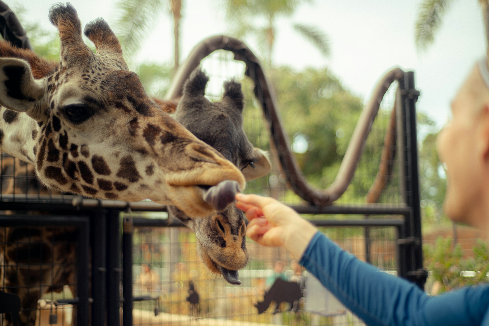 San Diego Zoo