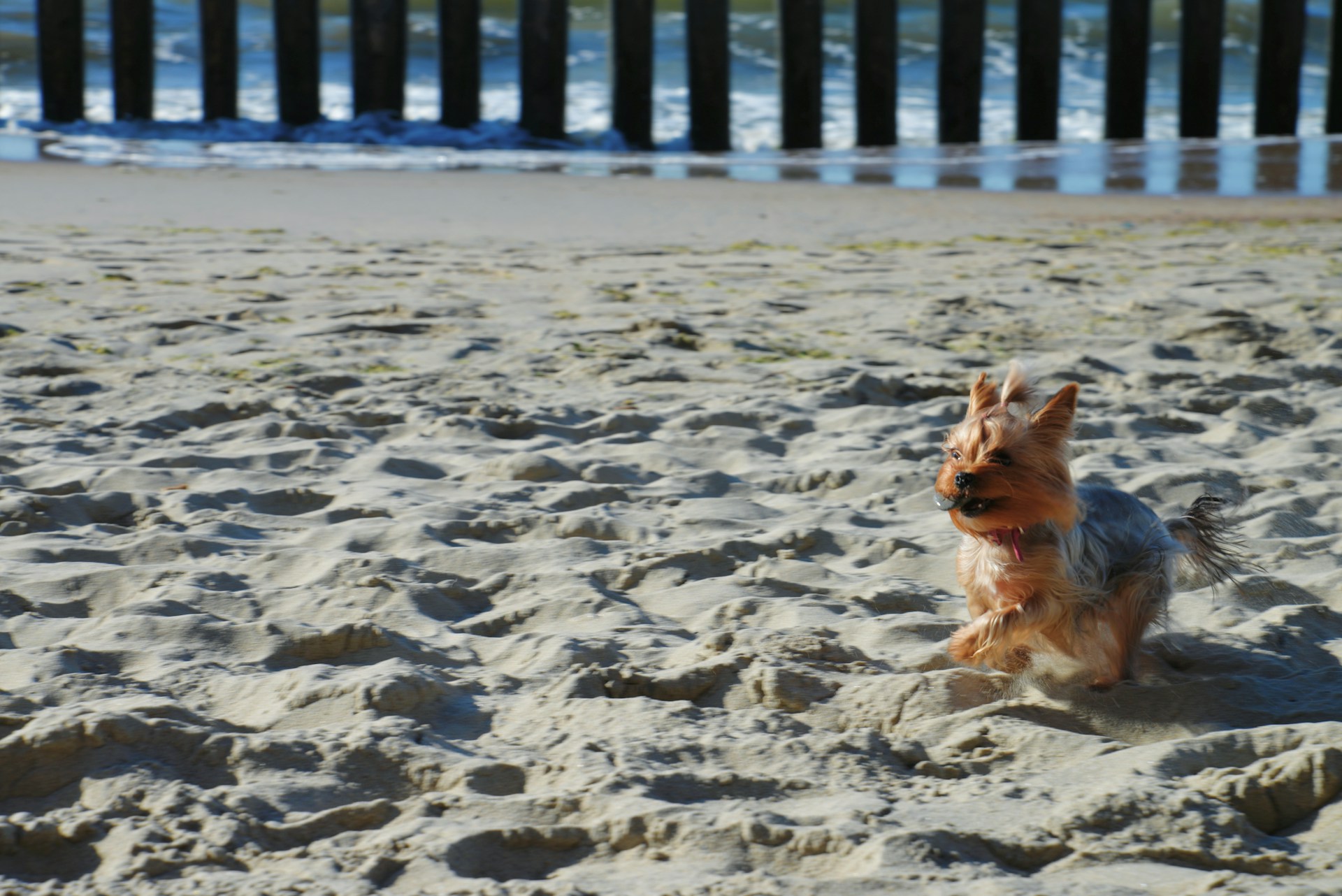 dog on the beach